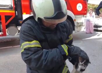 İtfaiye lavaboya sıkışan yavru kediyi kurtardı